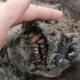 A view of the cave bear’s muzzle, including teeth and nose.